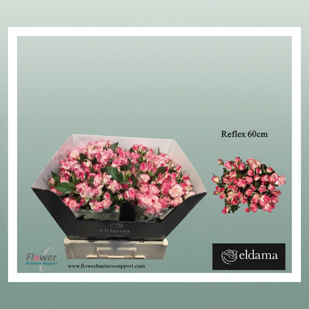 Spray Rose - Rosa - Reflex