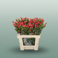 Carnation Spray Lina