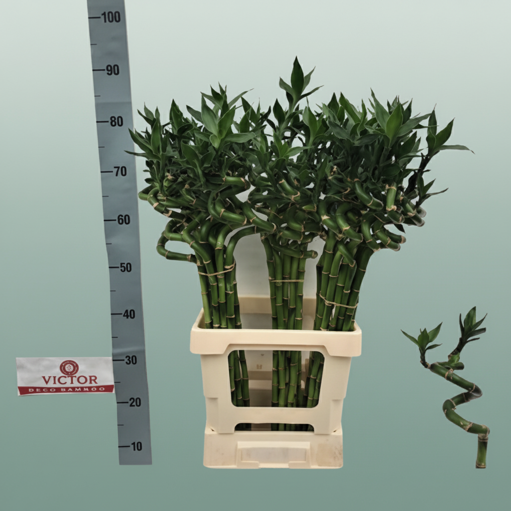 Lucky Bamboo - Dracaena - Lucky Bamboo