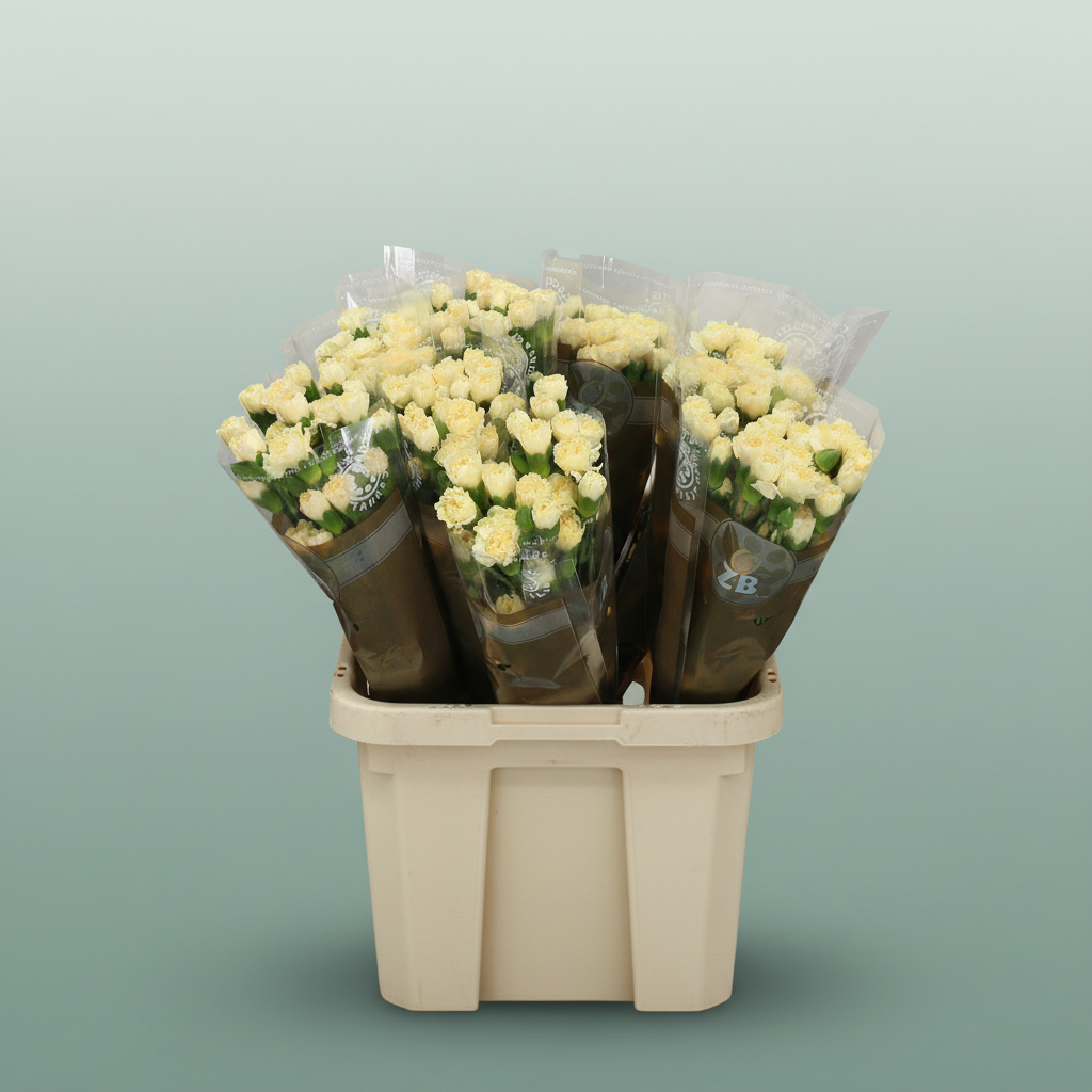 Carnation Spray Creme Intermez