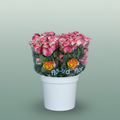 Rose Eq Carousel