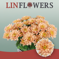 Spray Chrysanthemum - Chrysanthemum - Baltica Salmon