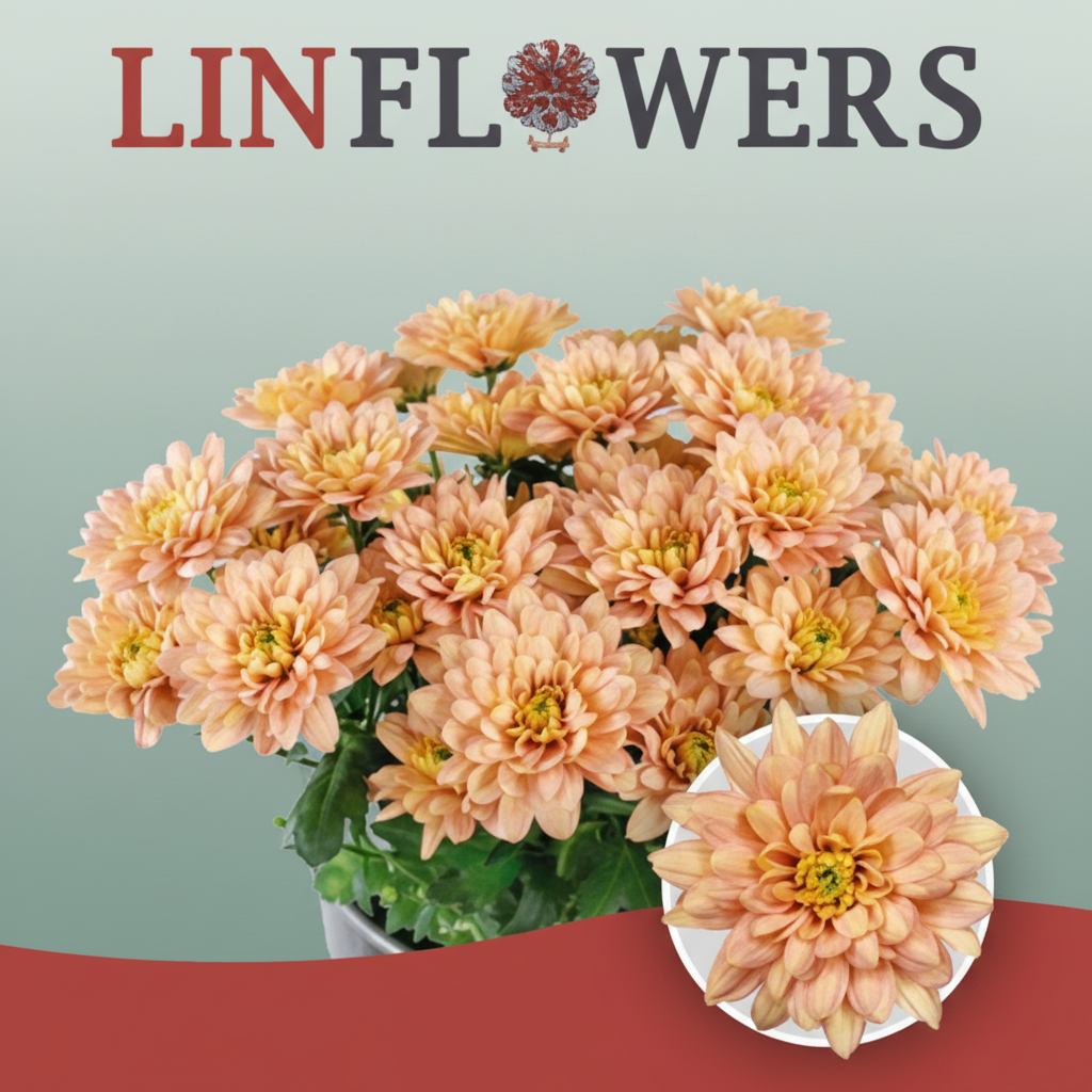 Spray Chrysanthemum - Chrysanthemum - Baltica Salmon