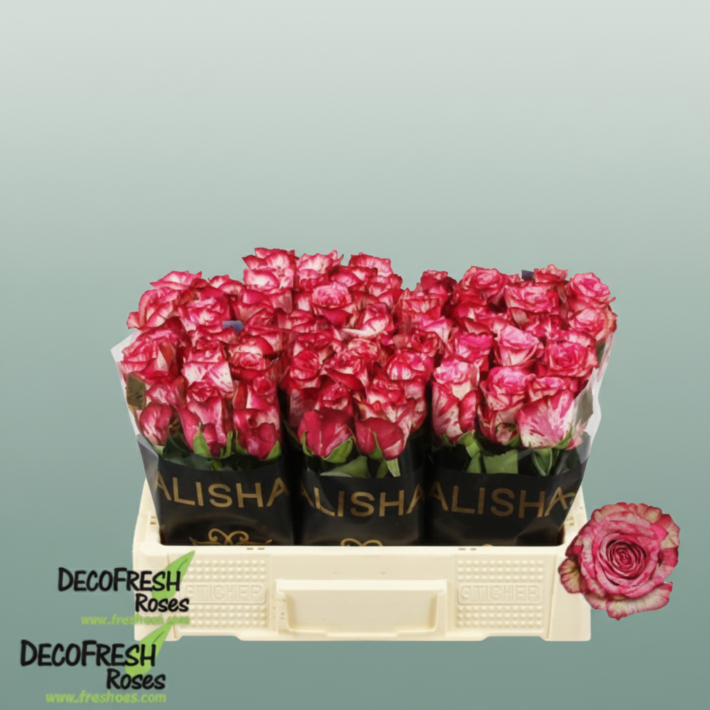 Rose - Rosa - Barracuda