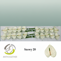 White Anthurium ‘Snowy’ – 35cm Stems