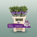 Purple and White Alstroemeria Cut Flowers – 70cm Stems