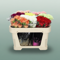 Carnation Standard Mixed Basis
