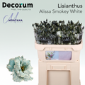 Eustoma Alissa Dyed Smokey White