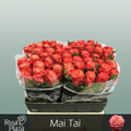 Rose - Rosa - Mai Tai