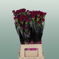 Carnation Standard Tonic Golem