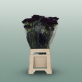 Carnation Standard Florigene Moonlite
