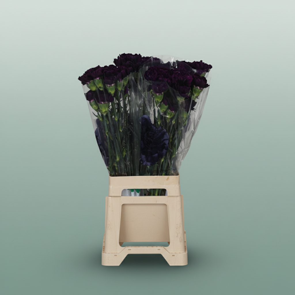 Carnation Spray Imre
