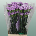 Carnation Standard Florigene Moonaqua