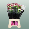 Carnation Standard Olympia