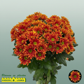 Chrysanthemum Spray Kastelli