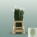 Cane Palm - Plastic