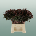 Cordyline - Dracaena - Compacta Groen