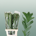 Butterfly Palm - Caryota mitis - Plastic