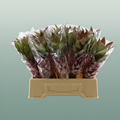 Pink Ananas Nina – 40cm Stems