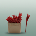 Aechmea Mohican