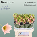 Lisianthus Botanic Apricot