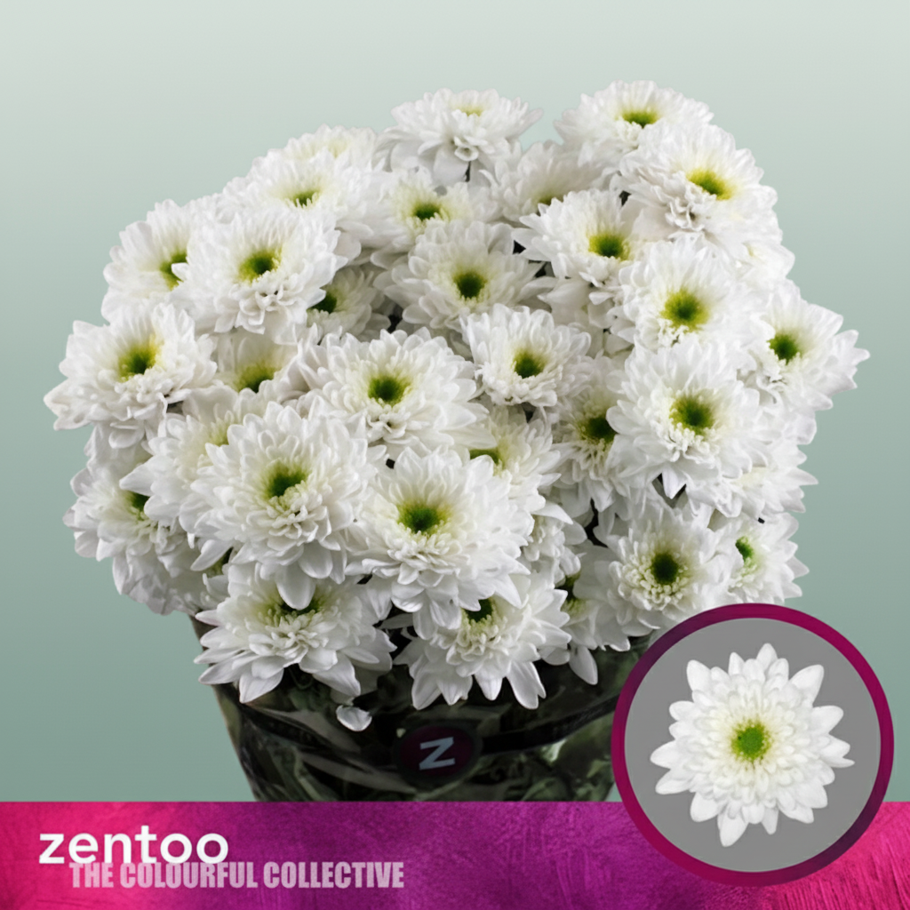 Spray Chrysanthemum - Chrysanthemum - Commander