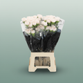 Carnation Standard Moon Golem