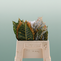 Croton Leaf Mix Sg