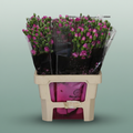 Carnation Spray Lilac Melissa