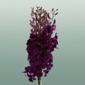 Orchid Dendro Tsk