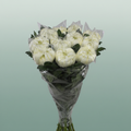 Chrysanthemum G Deko Vienna White