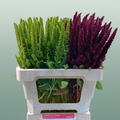 Mixed Amaranthus Cut Stems – 50cm
