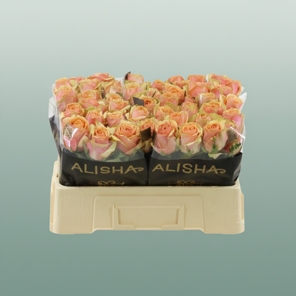 Rose - Rosa - Dividend