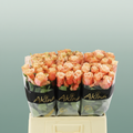 Rose - Rosa - Kahala