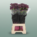 Standard Carnation - Dianthus - Copper Extasis