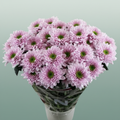 Spray Chrysanthemum - Chrysanthemum - Commander Pink