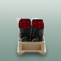 Rose - Rosa - Freedom