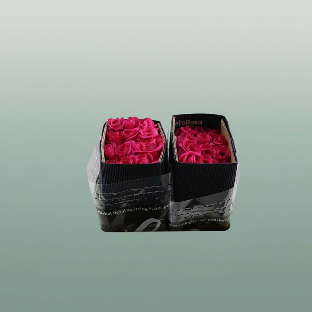 Rose - Rosa - Pink Floyd