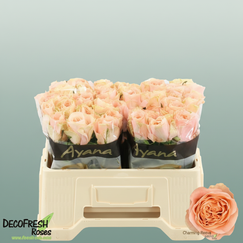 Rose - Charming Reeva