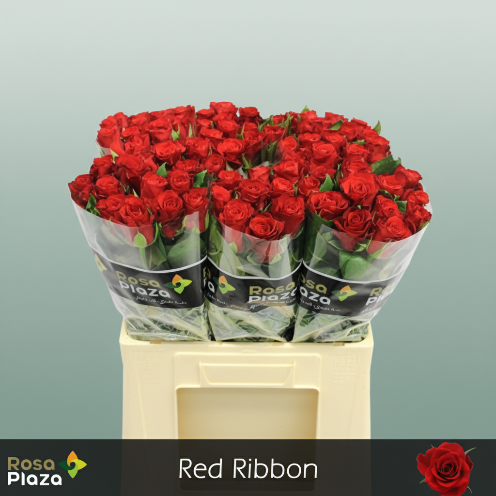 Rose - Red Ribbon