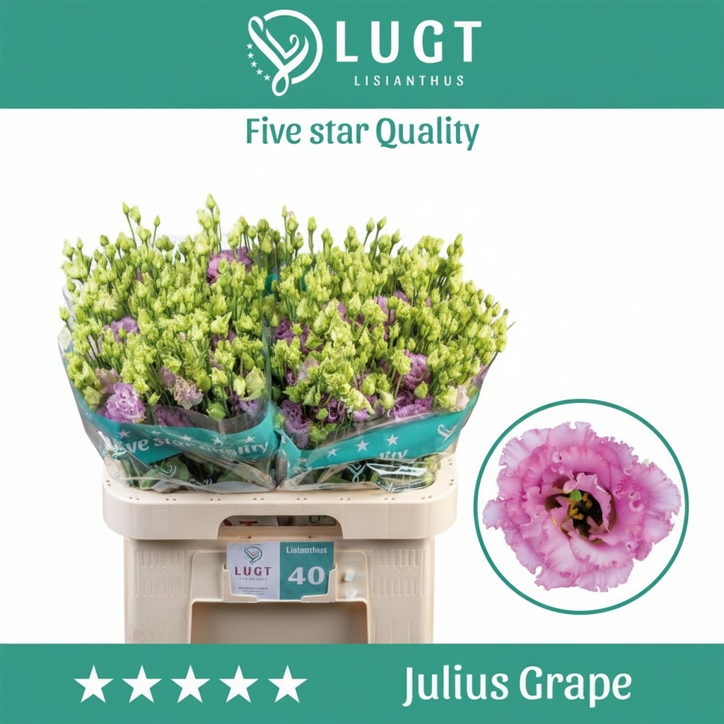 Lisianthus Julius Grape