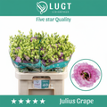Lisianthus Julius Grape
