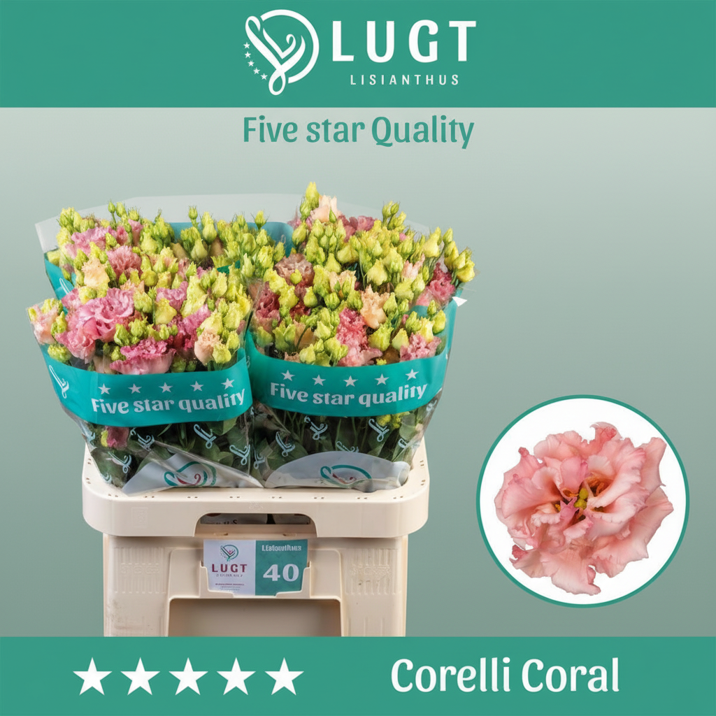 Lisianthus Corelli Coral