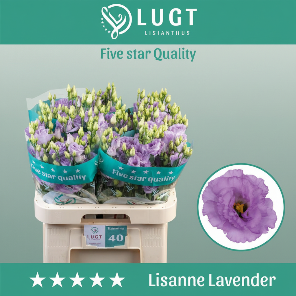 Lisianthus Lisanne Lavender