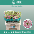 Lisianthus Croma Bridal Kiss