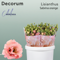 Sabrina Orange Lisianthus Flowers – 70cm Stems