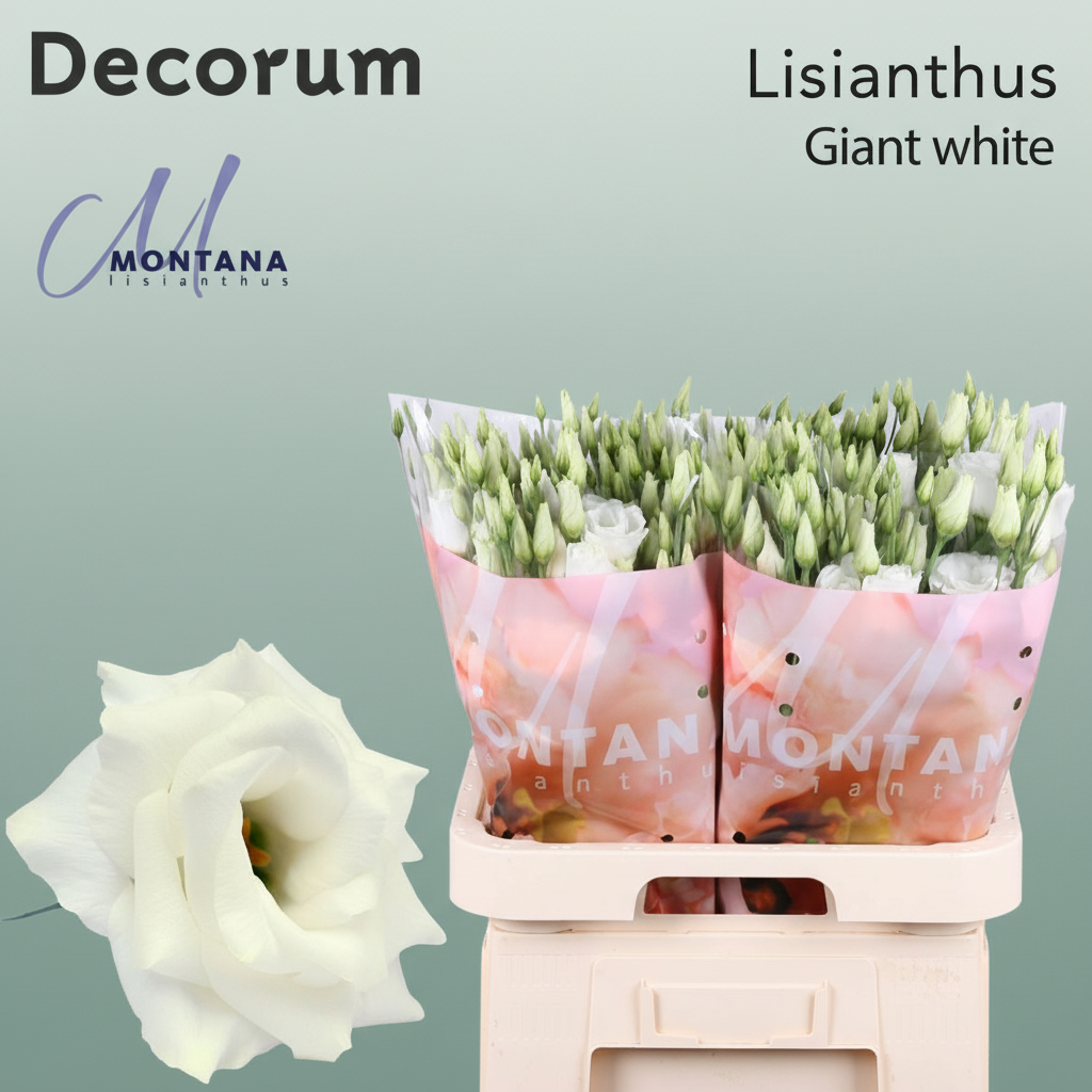 Lisianthus Arena Giant White