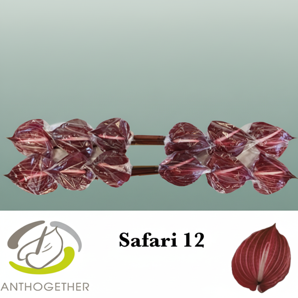 Burgundy Anthurium Safari – 35cm Stems