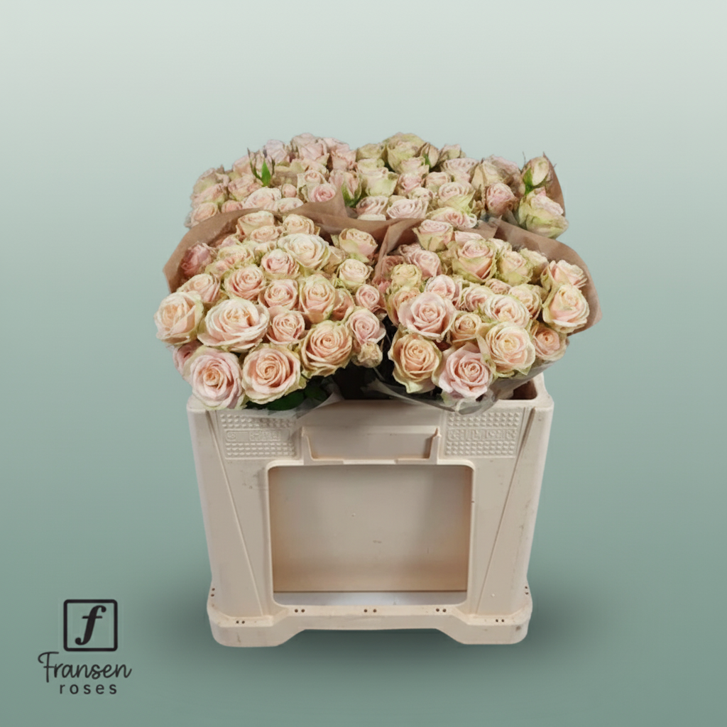 Spray Rose - Rosa - Whitney