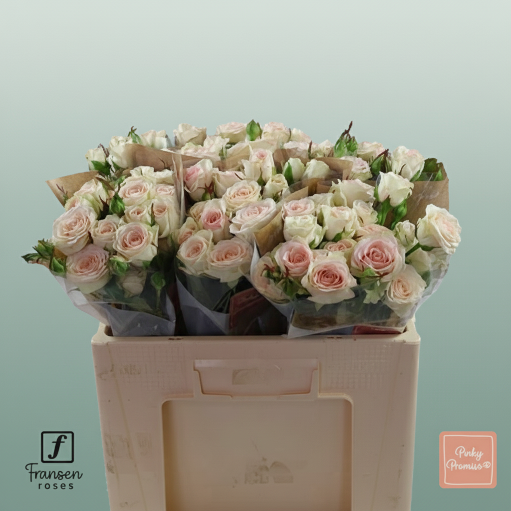 Spray Rose - Rosa - Pinky Promise